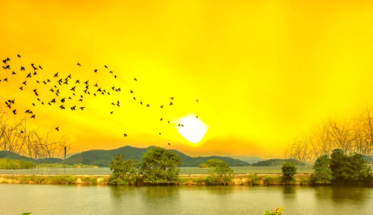 《百鸟朝阳》四明湖的清晨,太阳初升,百鸟朝阳.