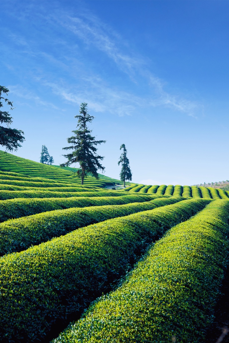 春天的气息茶之道茶叶嫩茶初春文艺茶园