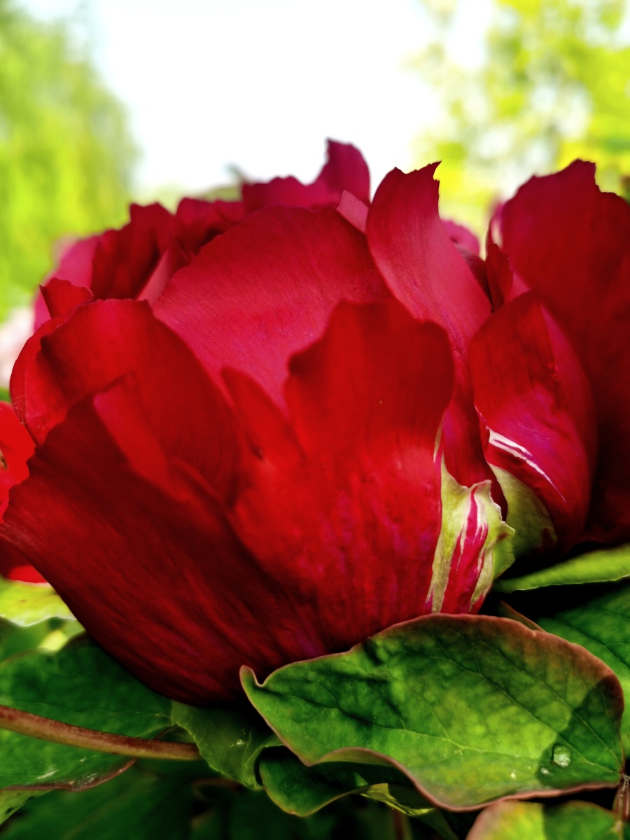 含苞欲放的红牡丹漂亮吗