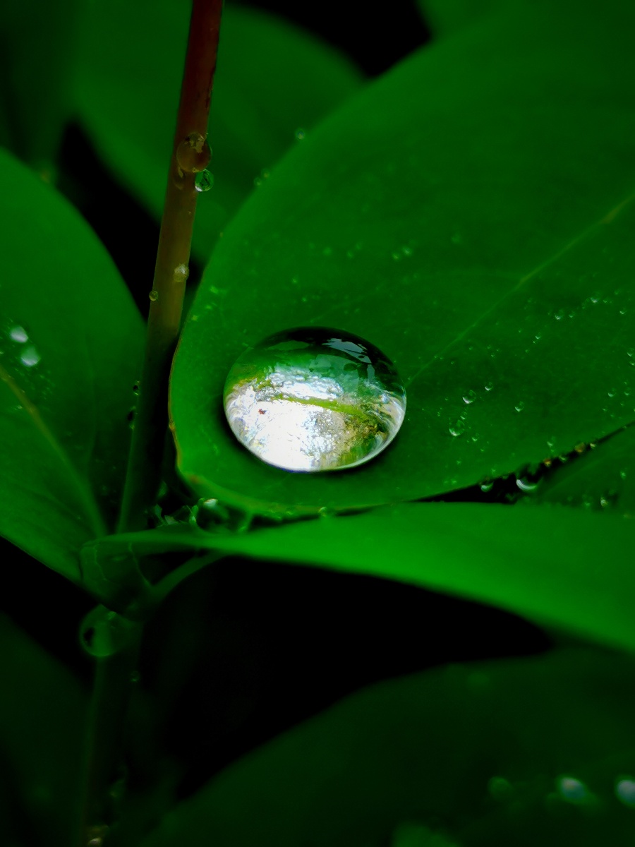 叶子上的水珠晶莹剔透里面折射出一个微观世界像一个充满生命的水晶球