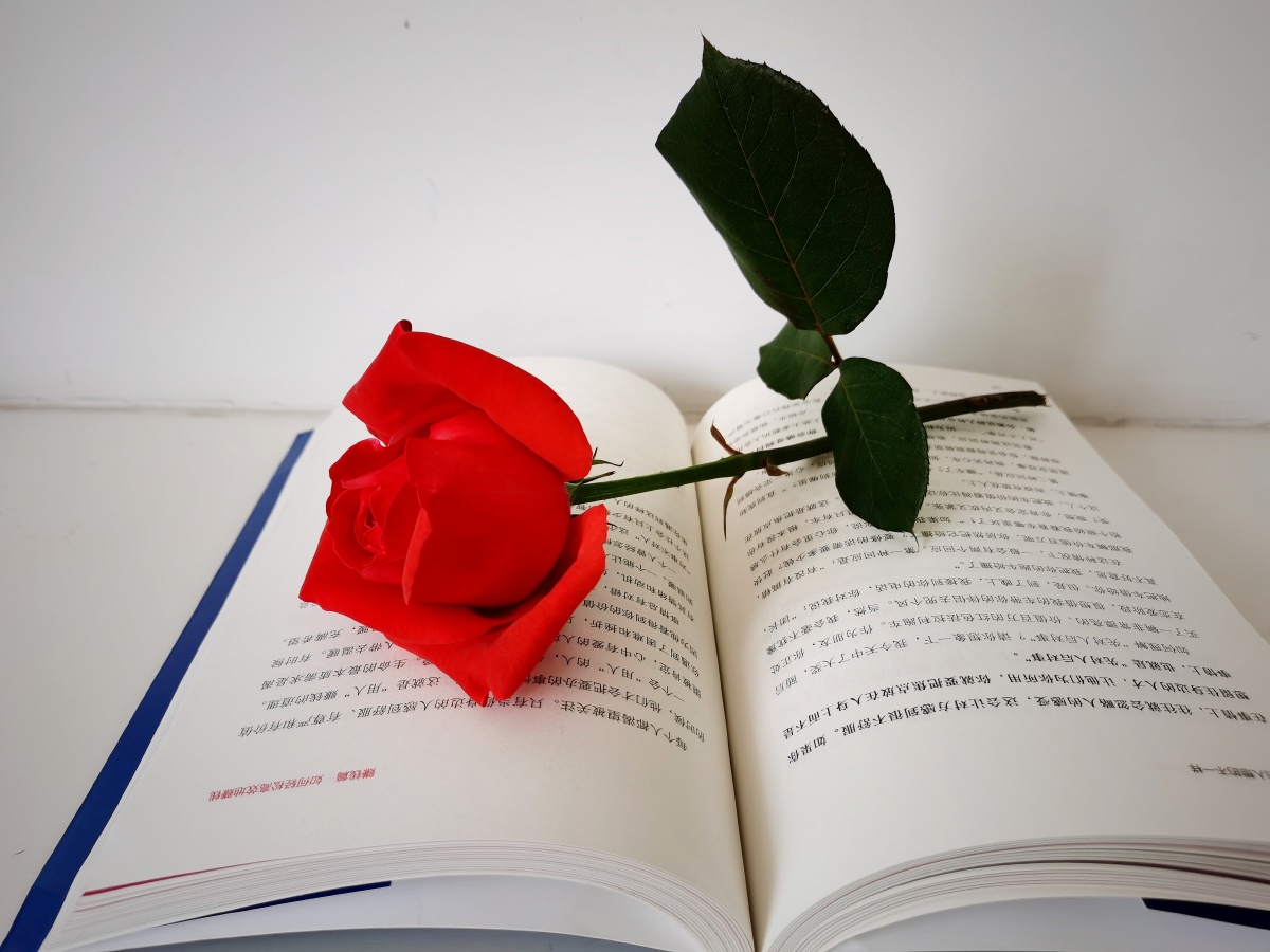 玫瑰伴书香