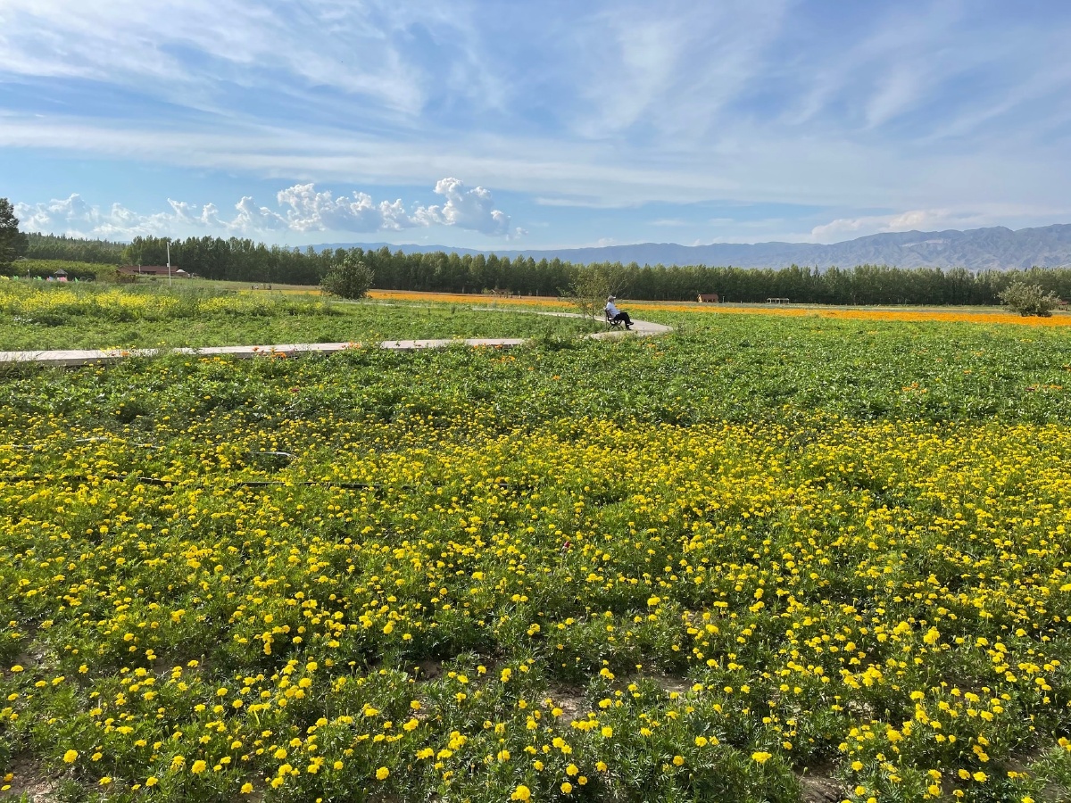 大美新疆喀拉峻花海