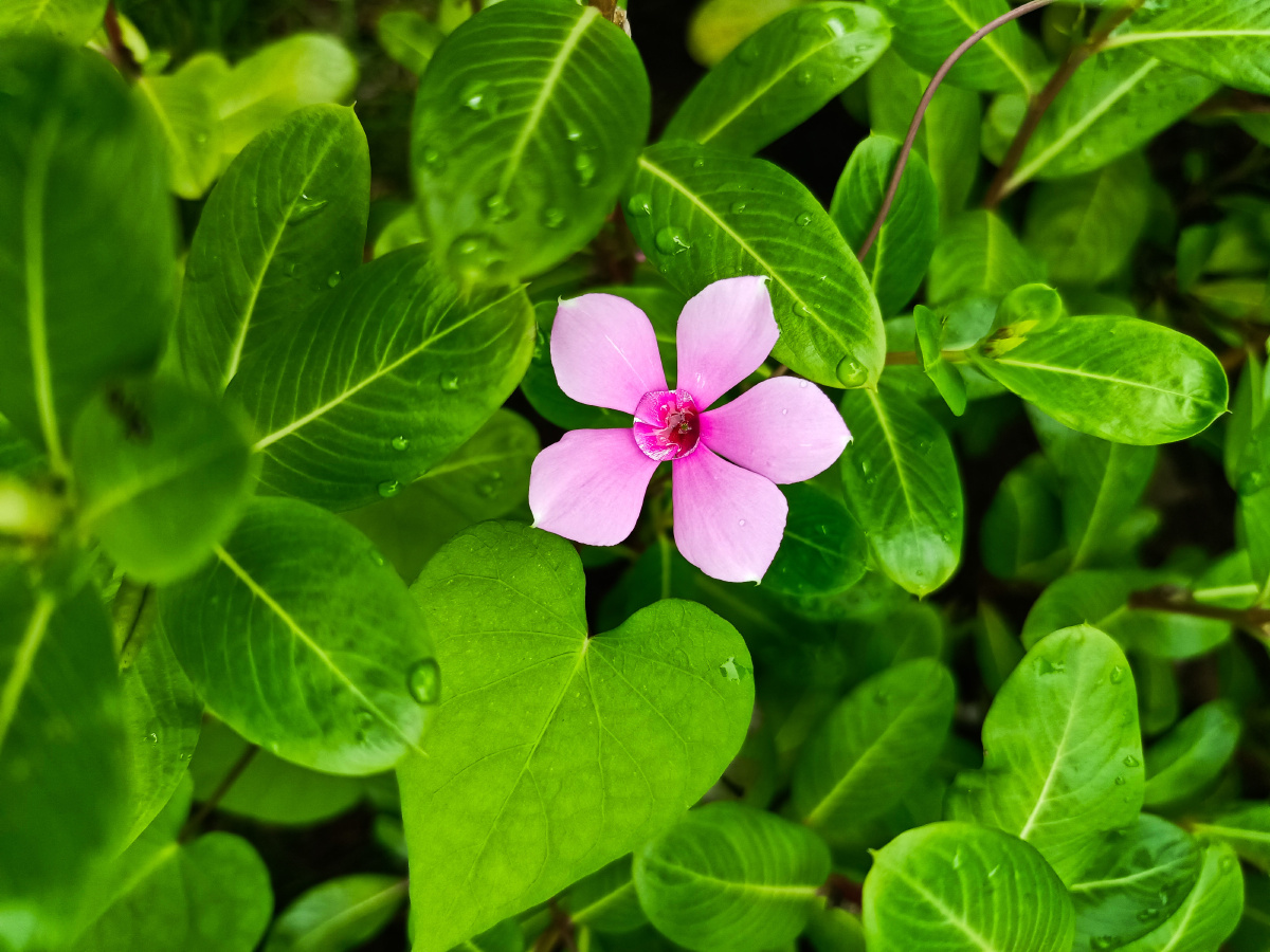 小花与心形的叶