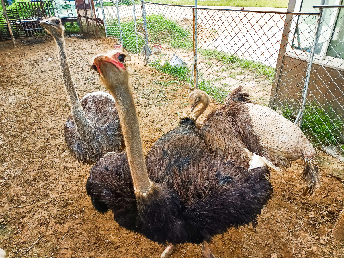伸长脖子看镜头的鸵鸟一家