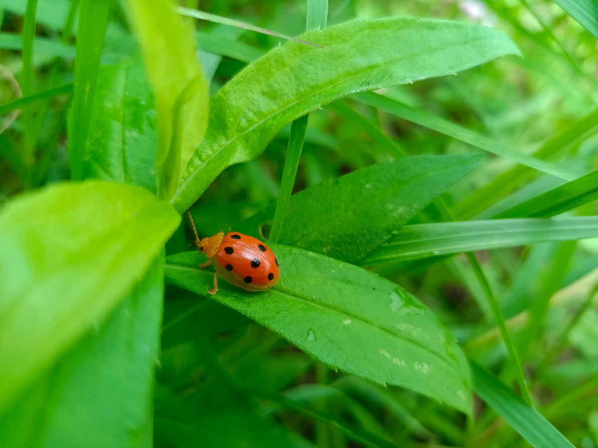 小虫虫可爱的模样