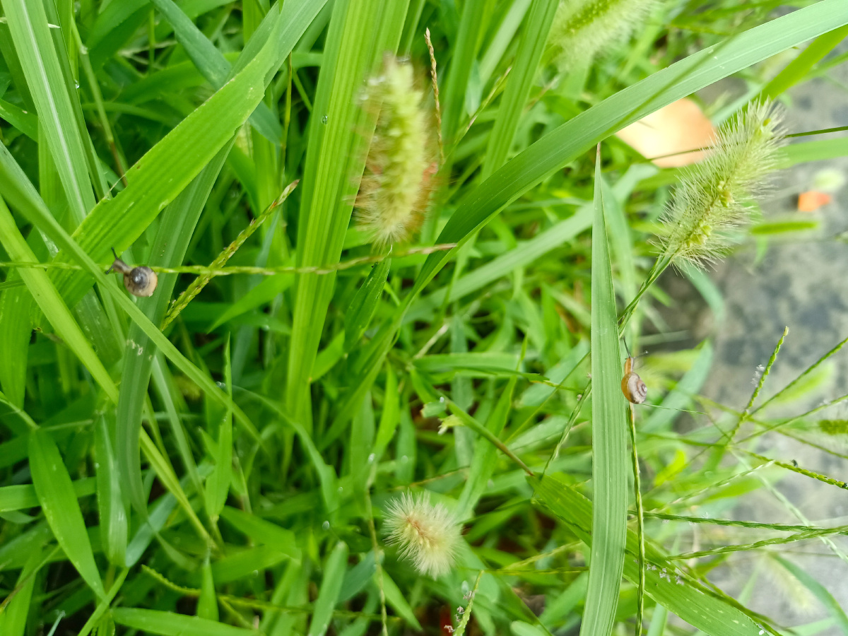 蛐蛐草上的小蜗牛