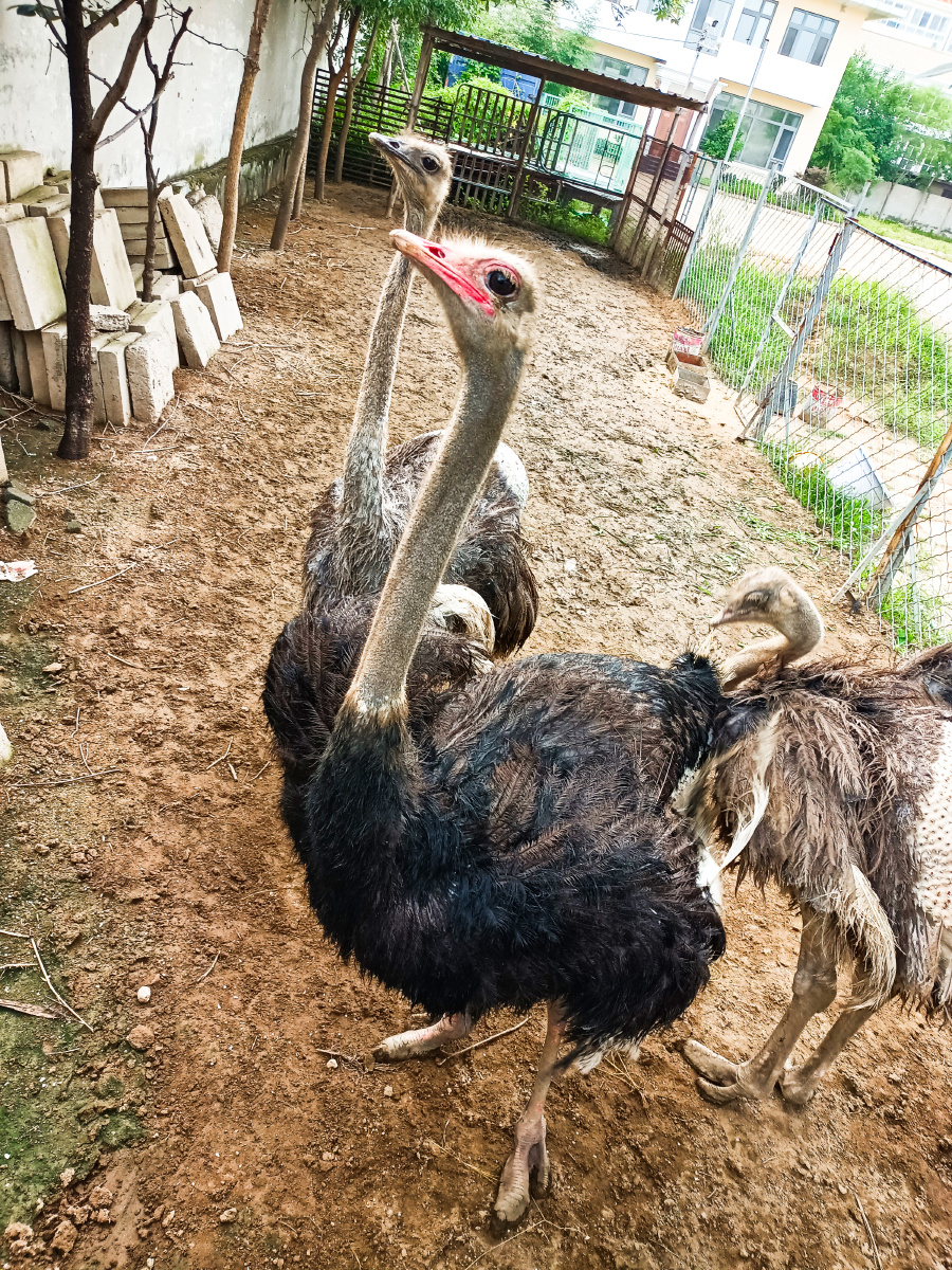 伸长脖子看镜头的鸵鸟一家