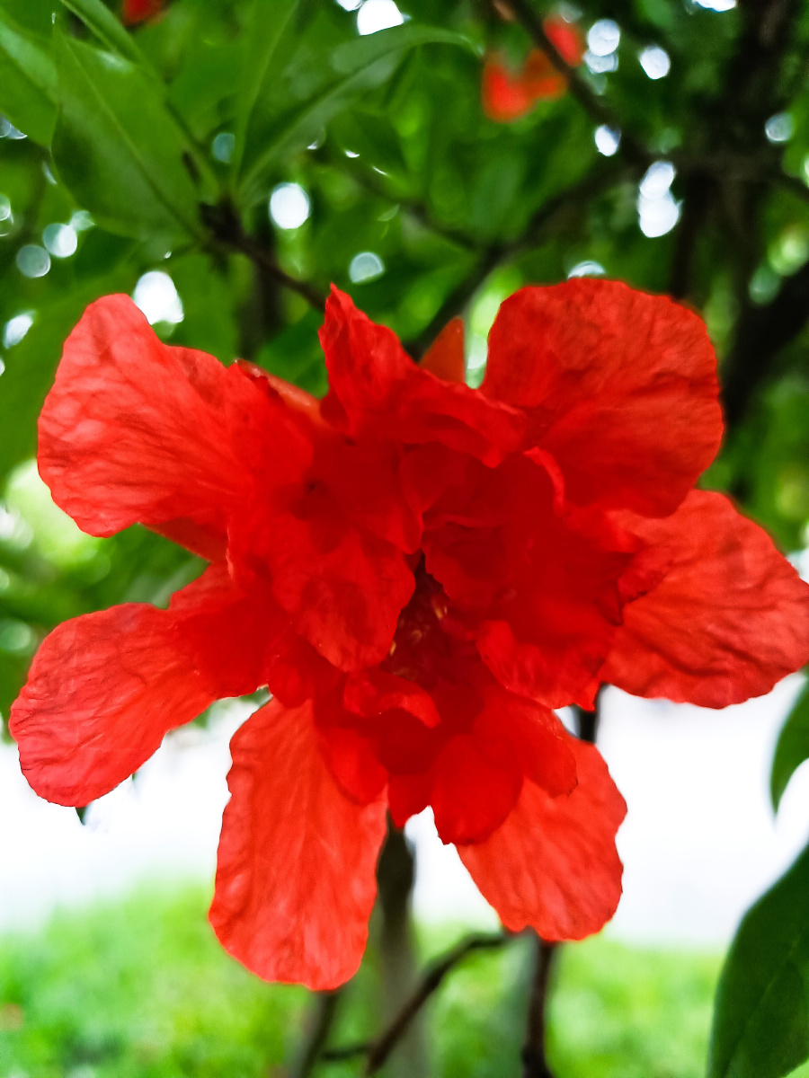 漂亮的石榴花绽放笑脸好友们今天过节愉快