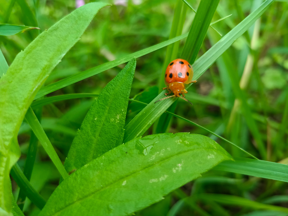 小虫虫可爱的模样
