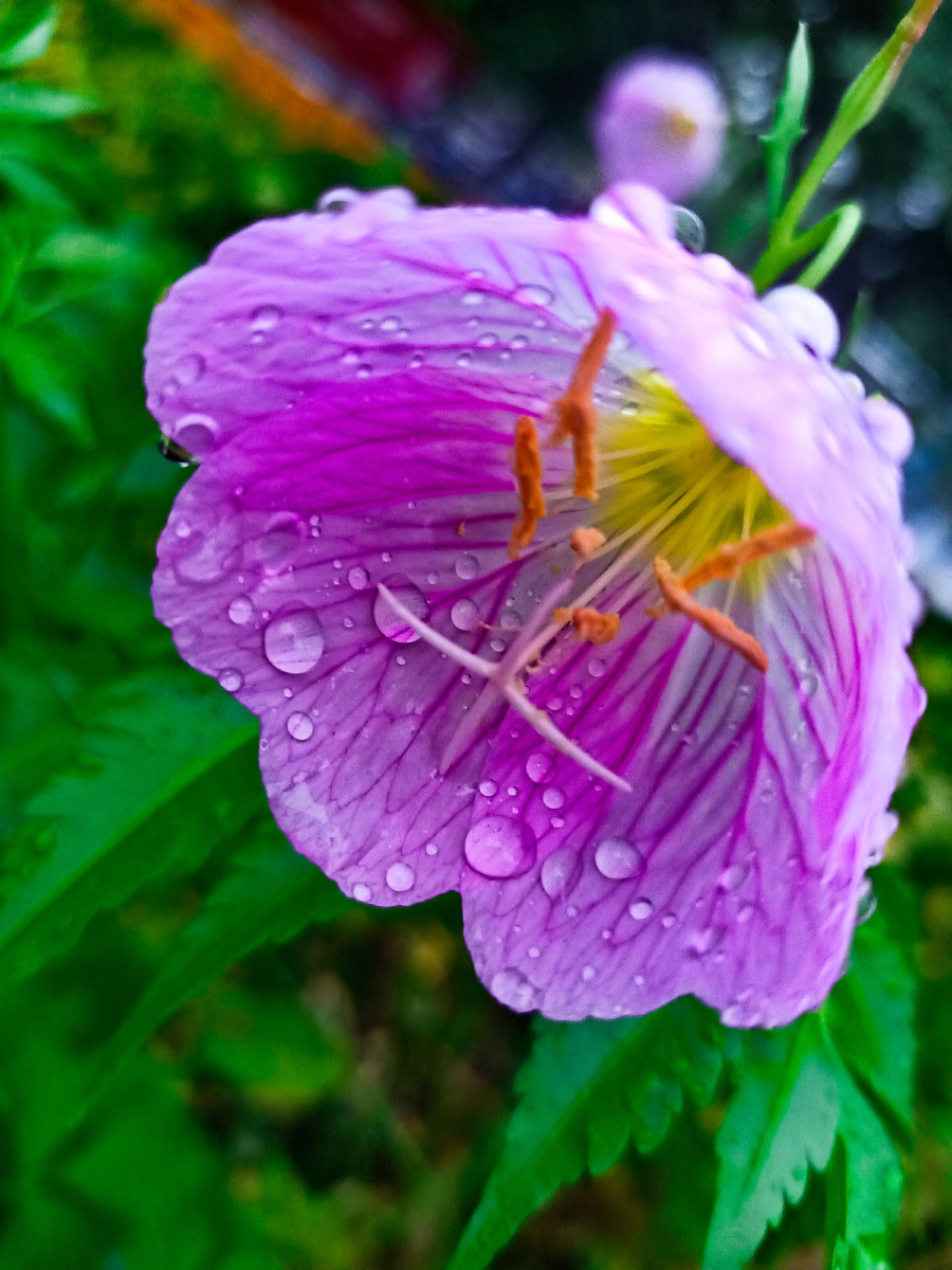 雨露滋润的花朵