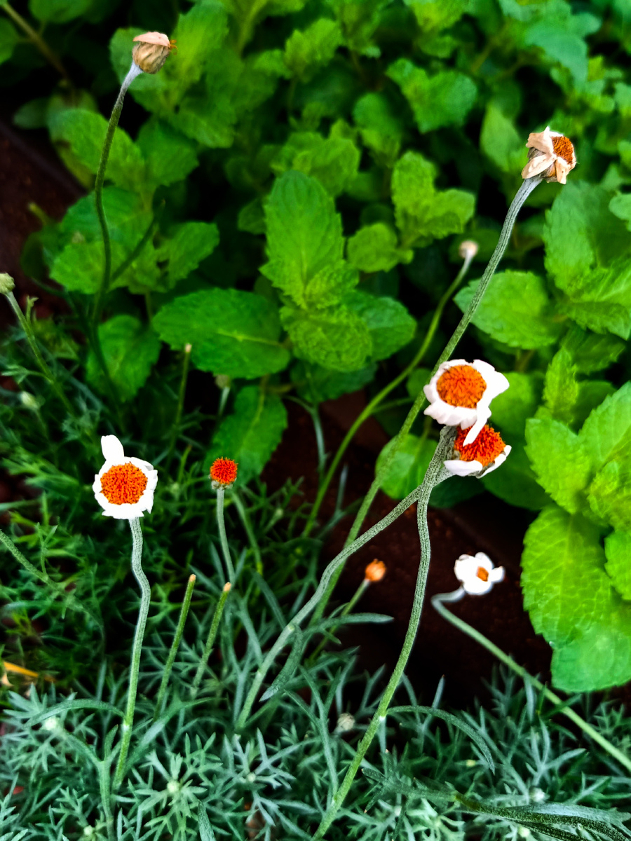小花与绿薄荷