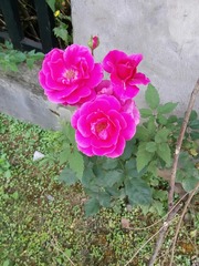 4BFD376F-FA77-4AD3-93E9-B5E2BCD67C1C/L0/001