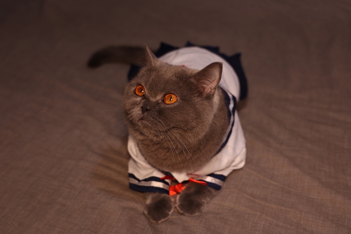 被迫营业的猫jk