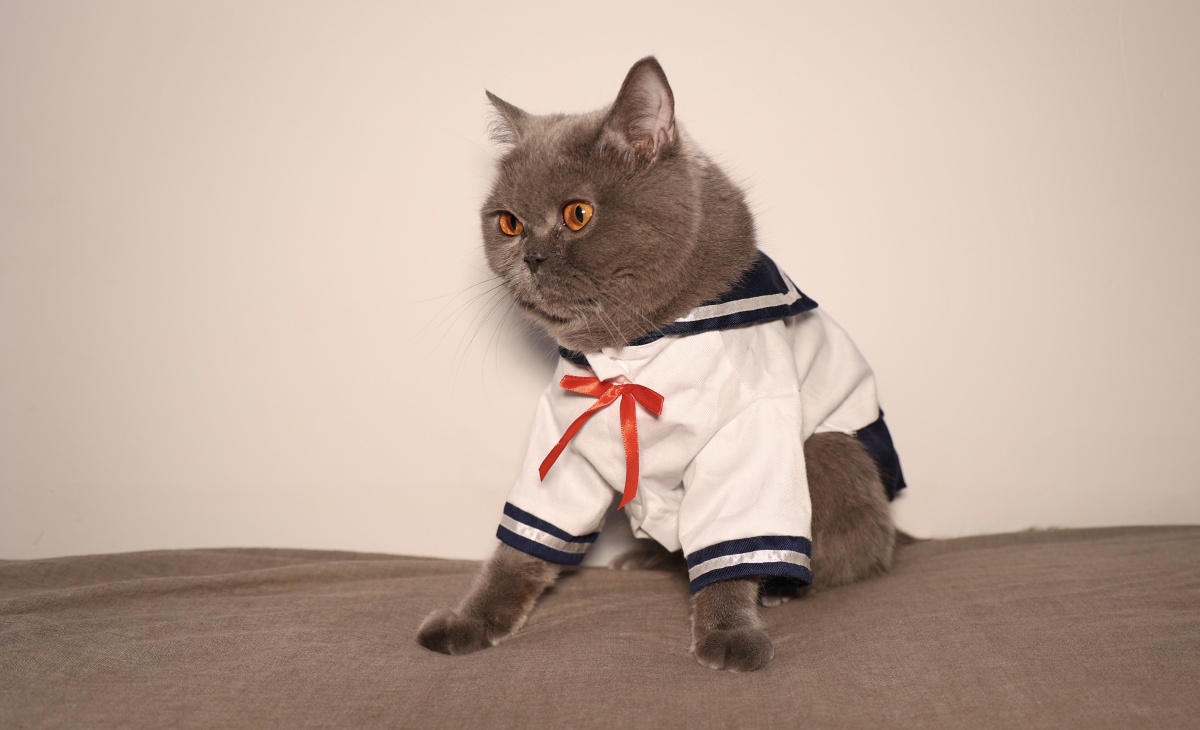 被迫营业的猫jk