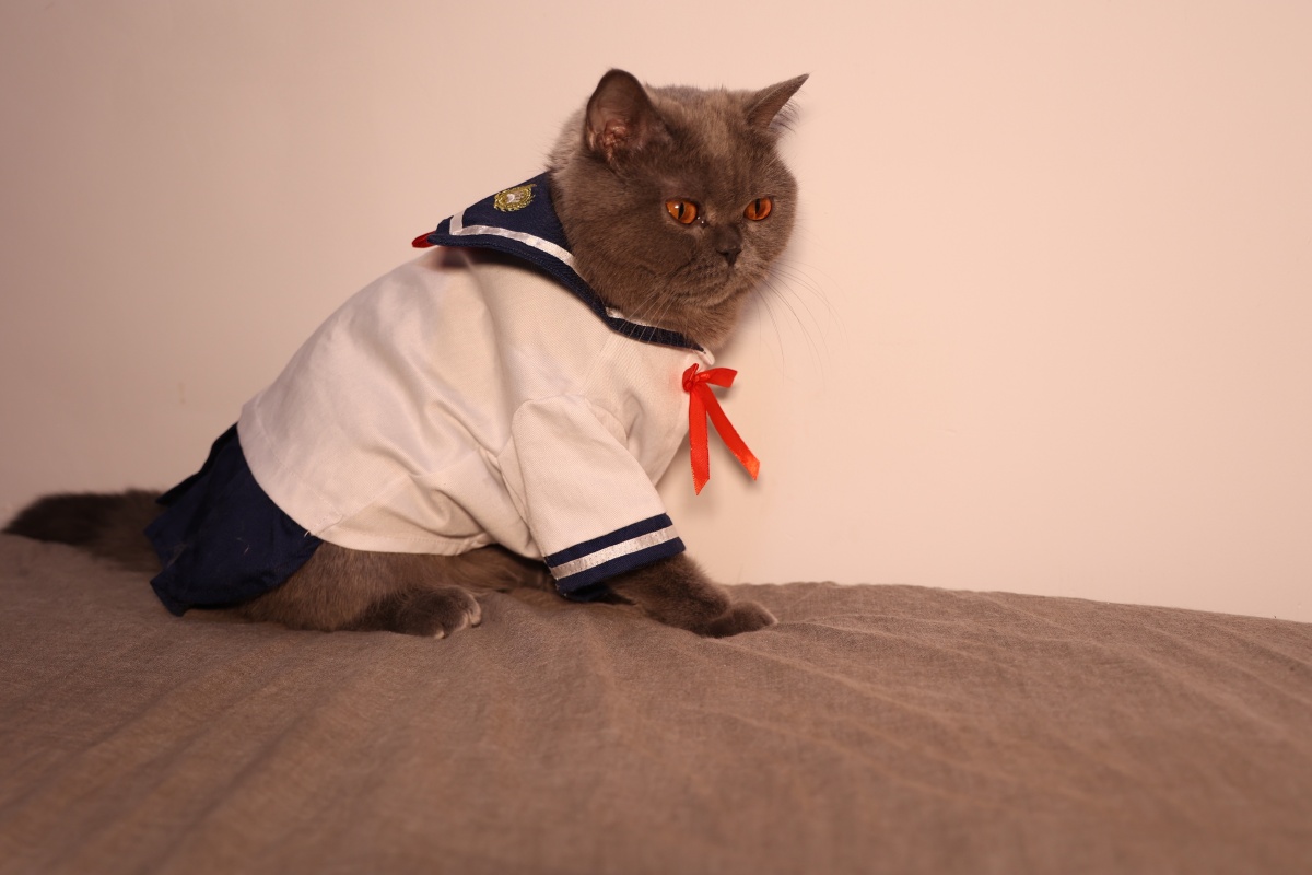 被迫营业的猫jk