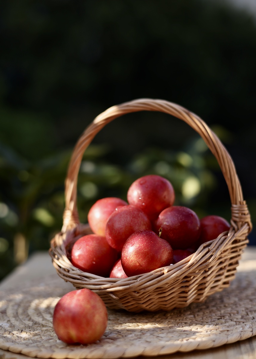 樱桃李子 樱桃李子的功效与作用生津,化浊降脂,提高免疫力樱桃李子味