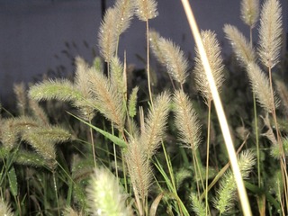 0BBC9F4E-1C5F-42EA-89D3-F2CF08416AEA/L0/001