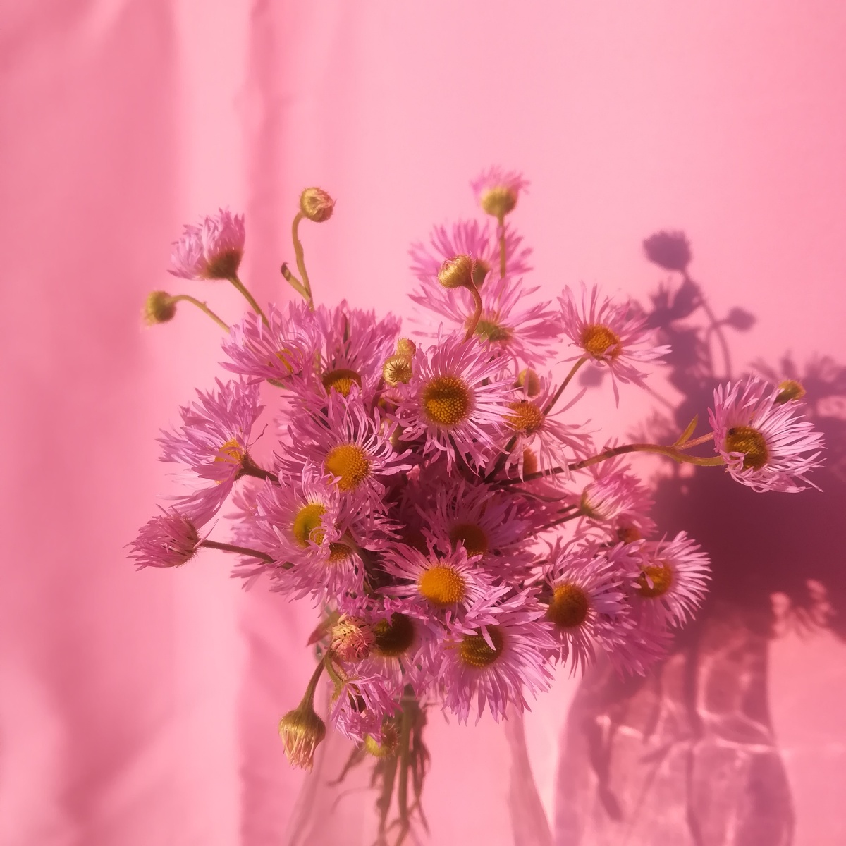 夕阳下的花无滤镜