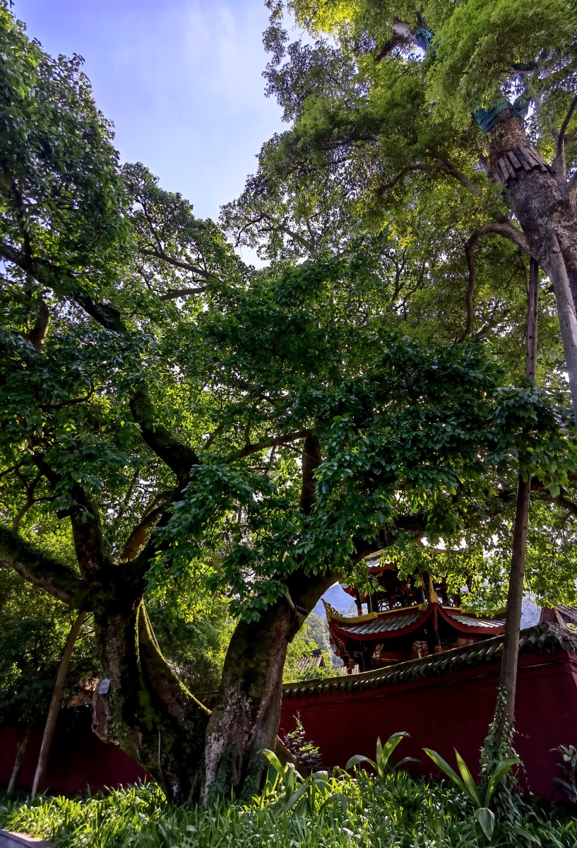 大榕树,冠幅如伞,荫蔽游人