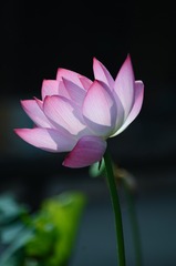 641A3E09-F35A-48F8-A773-64FFC149E825/L0/001