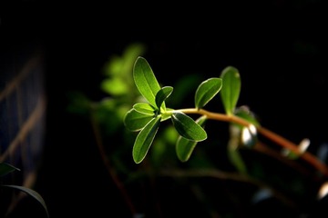 草