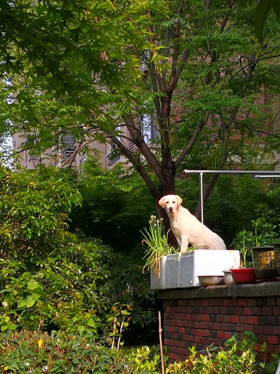 孤独的狗狗盼望主人回家