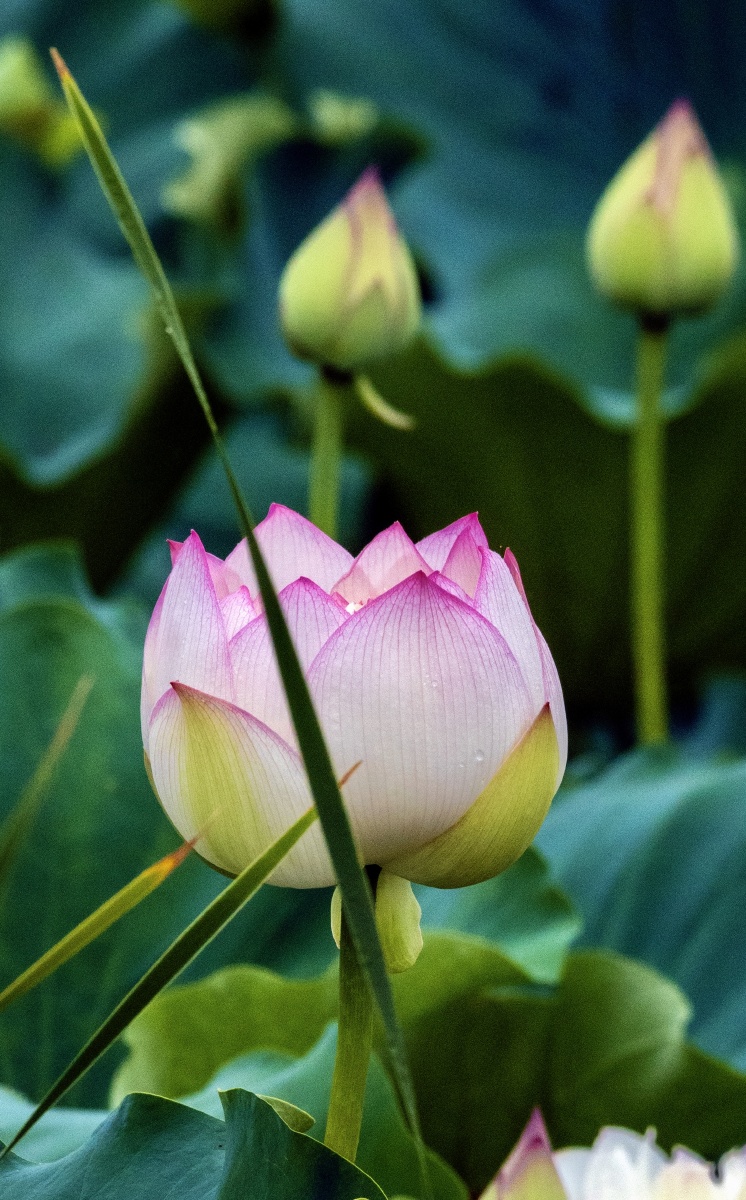 揭阳后花园的荷花