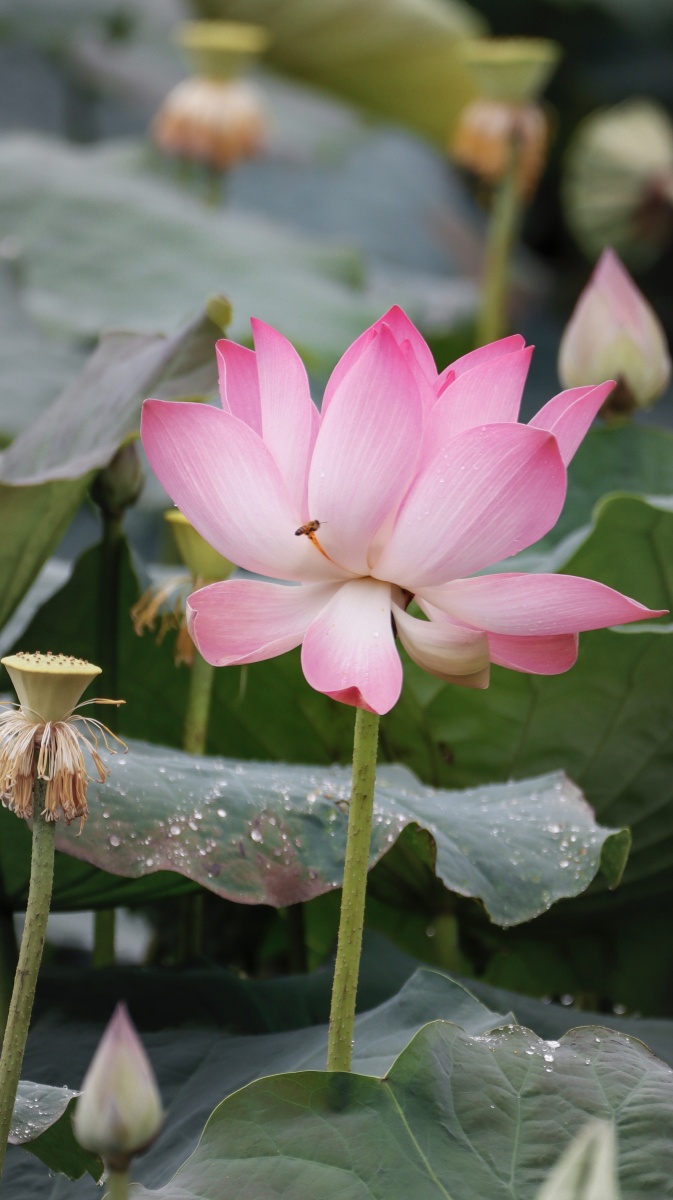 揭阳后花园的荷花