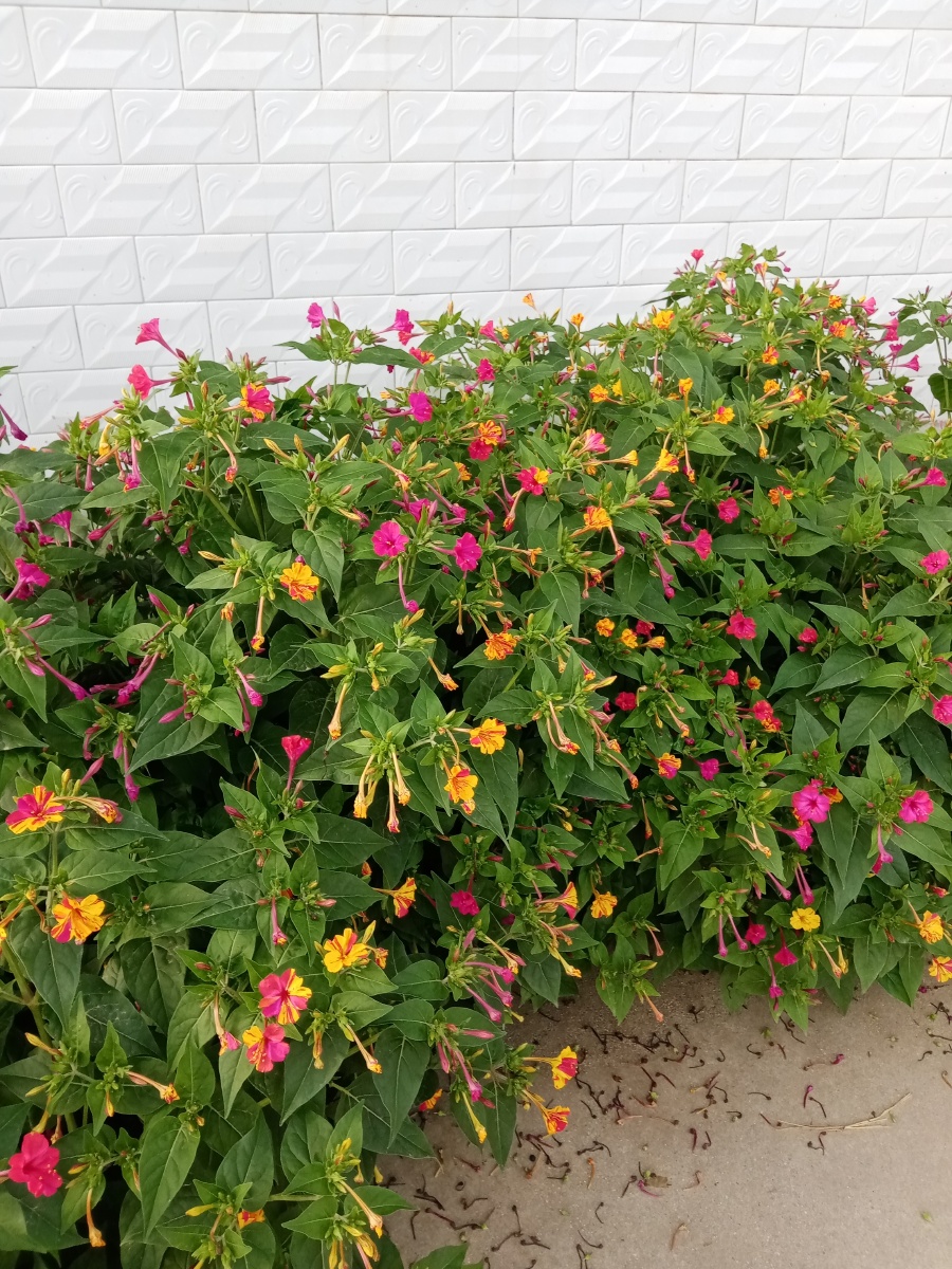 我们这里都叫它五点半不知道你们哪里叫它什么