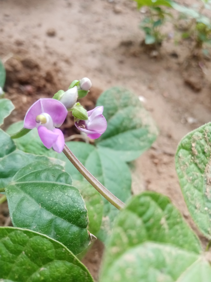 蔬菜梅豆角开花了