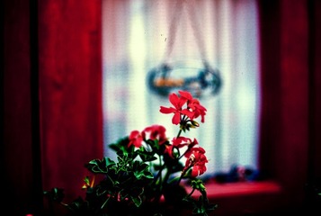 花儿