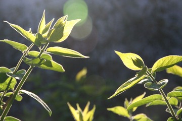 花5