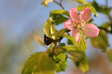 花6
