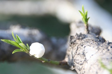 花7