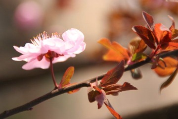 花8