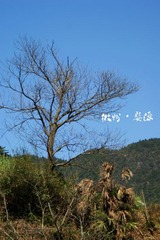 DSC03533.jpg
