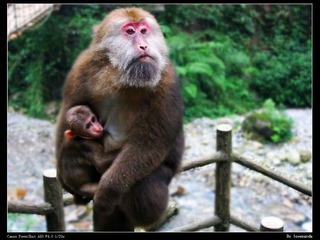 依偎