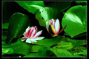 lotus