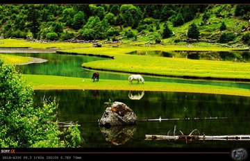 LOTUS LAKE