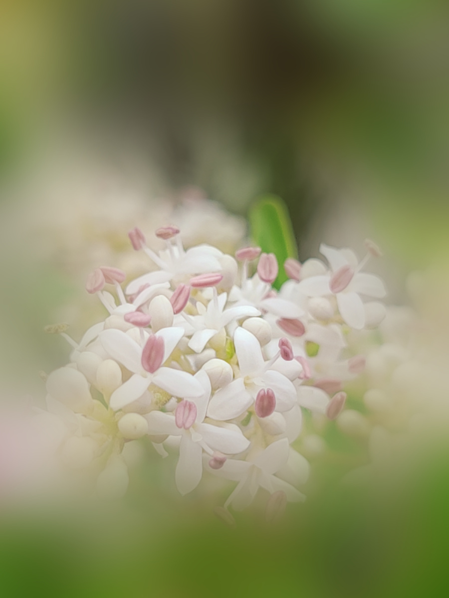 小米粒 - 妞儿469 - 图虫