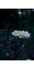 2633B6F0-C1D8-4428-A53A-BB9C6858F291/L0/001