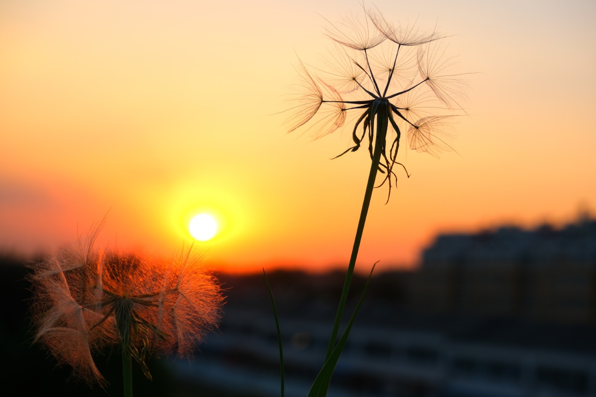 突然一阵风吹来