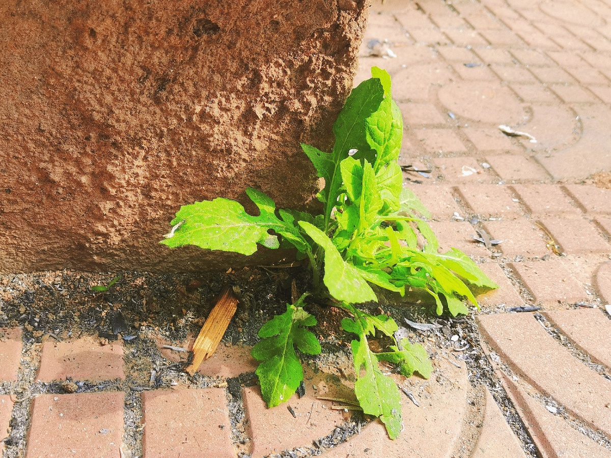 捕捉到一颗在夹缝生存的植物不知道它叫什么名字