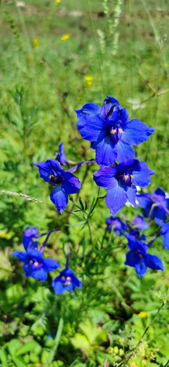 蓝色- 温带大陆性季风气候 - 图虫