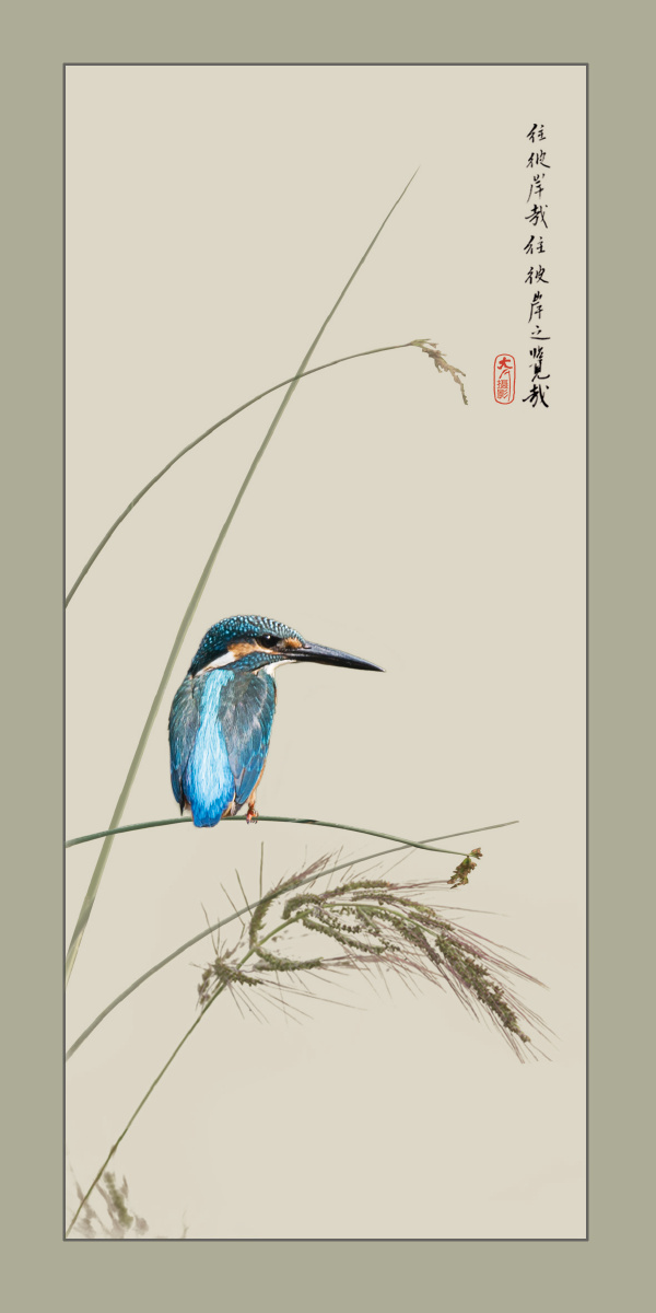 画意翠鸟池塘边蹲守半个月将一些素材整理一下发几张国画味道的图片