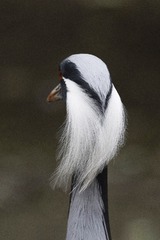 7967