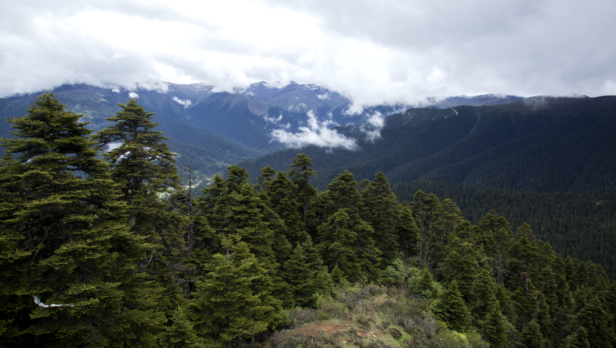 林芝鲁朗林海鲁朗小镇