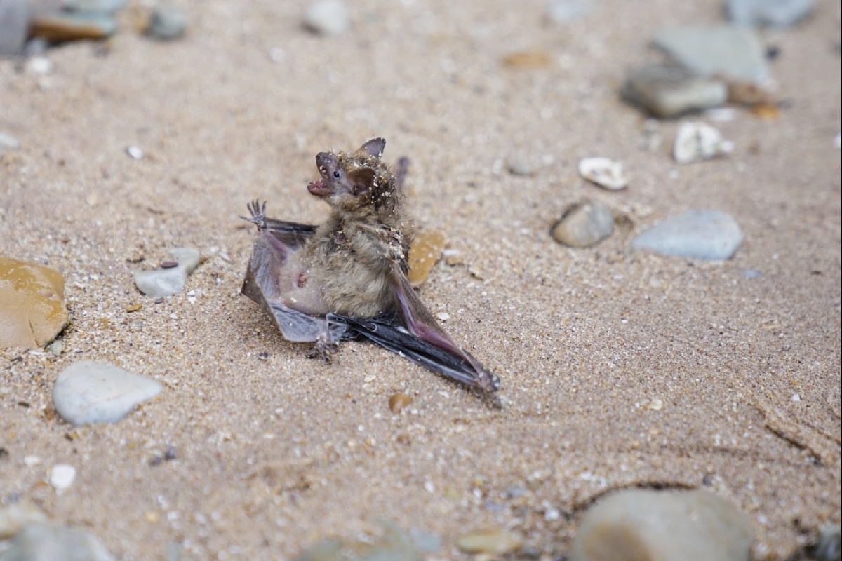 凌乱的蝙蝠大排石海滩蛇缠着蝙蝠从崖上跌落下来人们的围观干扰了蛇蛇
