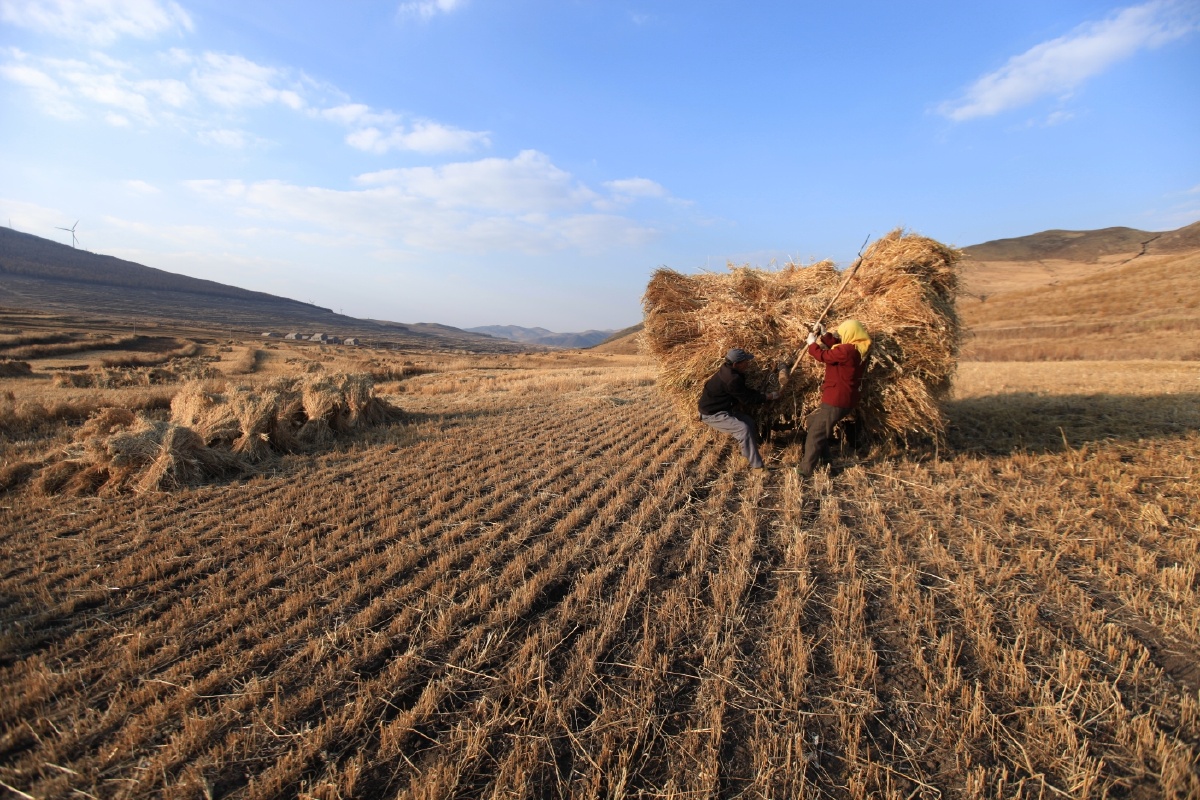 莜麦熟了 - 摄影师梁哥 - 图虫