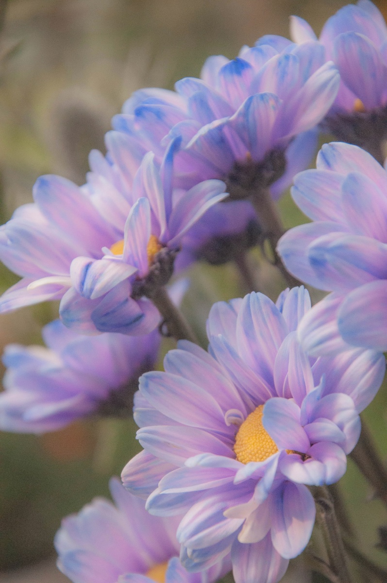 极光色的小雏菊令人毫无抵抗力的颜色